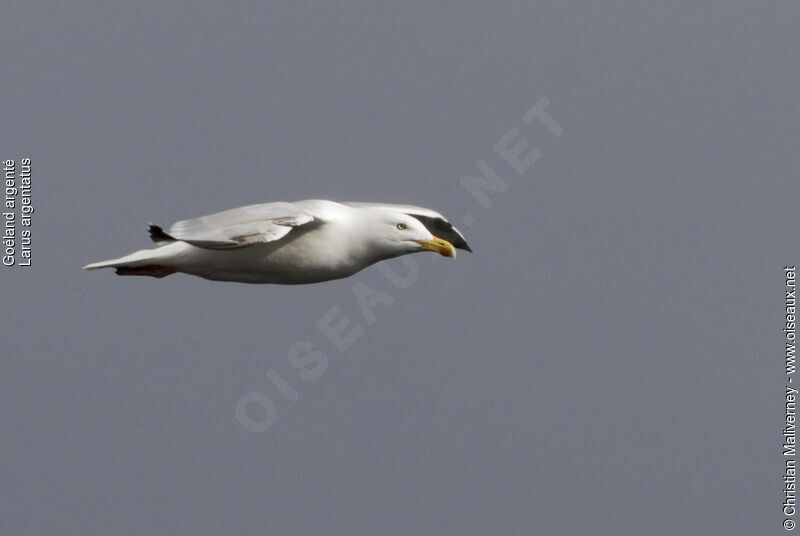 European Herring Gulladult breeding, Flight