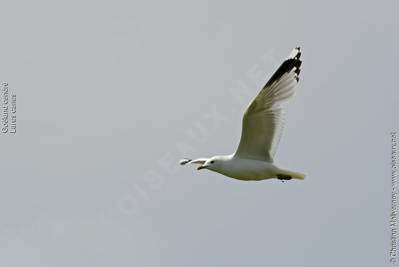 Common Gulladult breeding, Flight