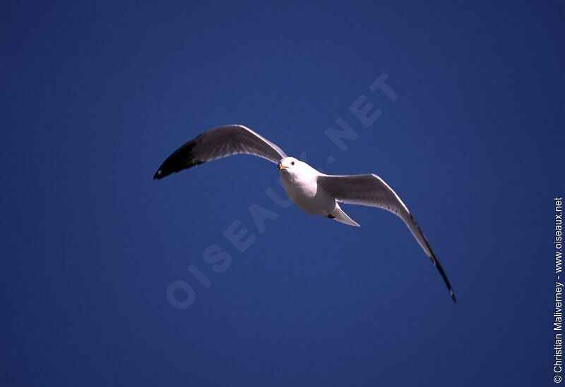 California Gullsubadult