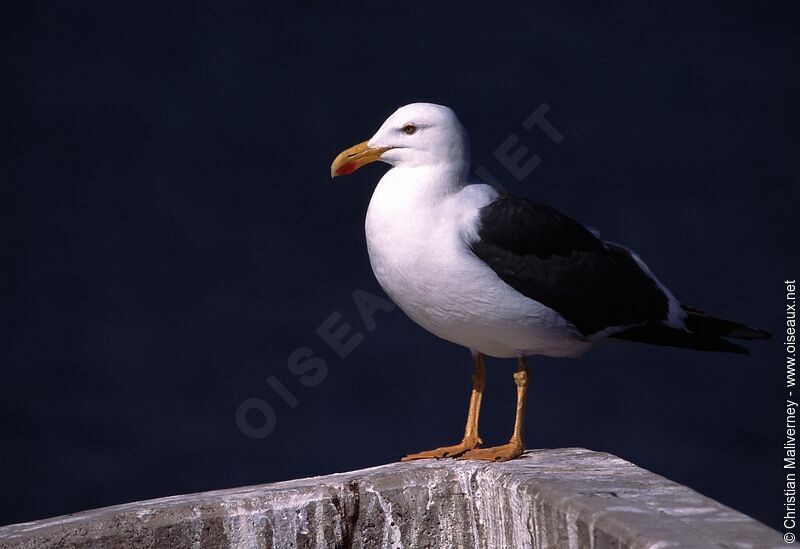 Yellow-footed Gulladult