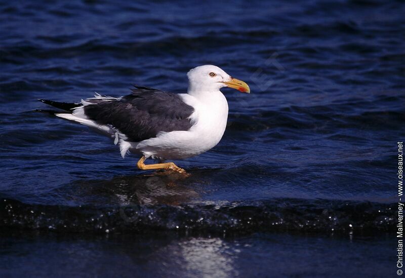 Yellow-footed Gulladult