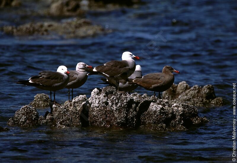 Heermann's Gull