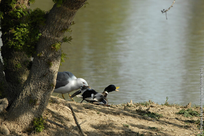 Yellow-legged Gulladult