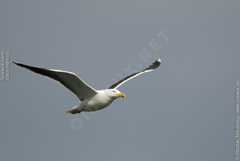 Great Black-backed Gulladult breeding, Flight