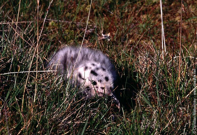 Great Black-backed Gulljuvenile