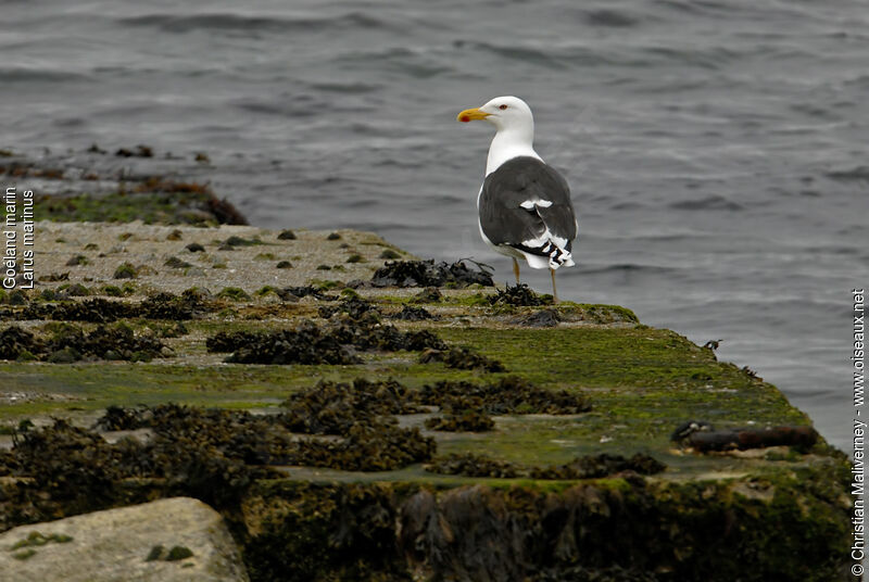 Goéland marinadulte nuptial, identification