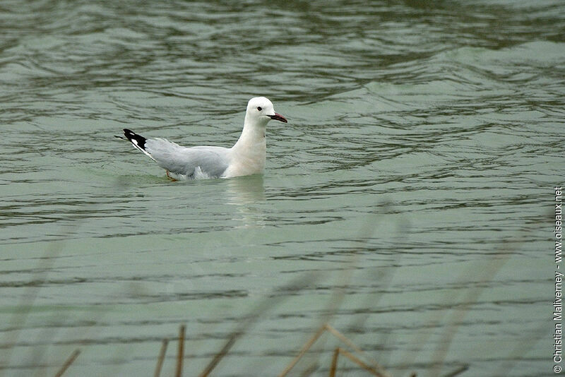 Slender-billed Gulladult