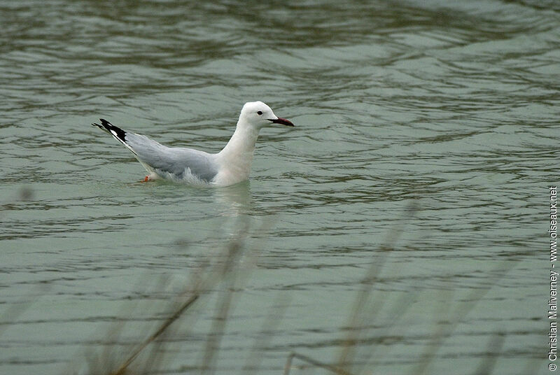 Slender-billed Gulladult