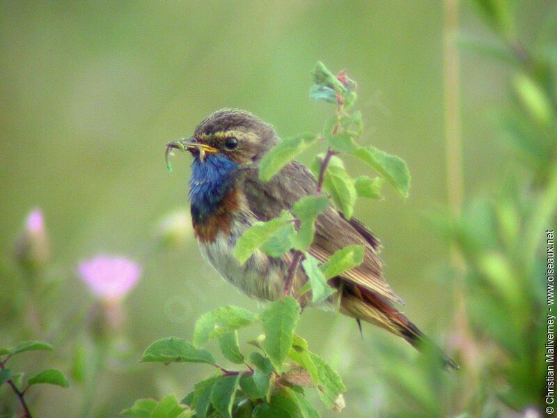 Bluethroat male adult breeding