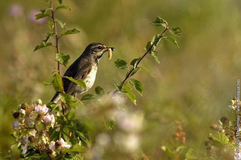 Bluethroat female adult breeding