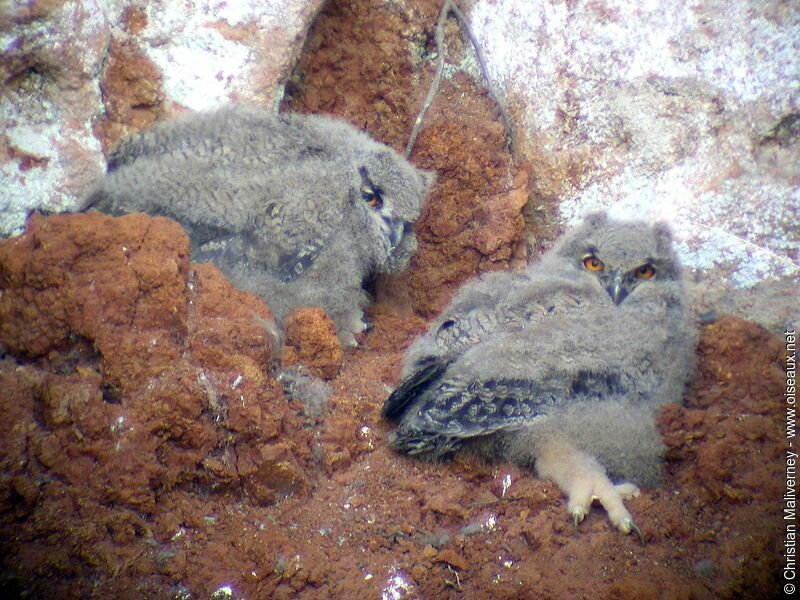 Eurasian Eagle-Owljuvenile