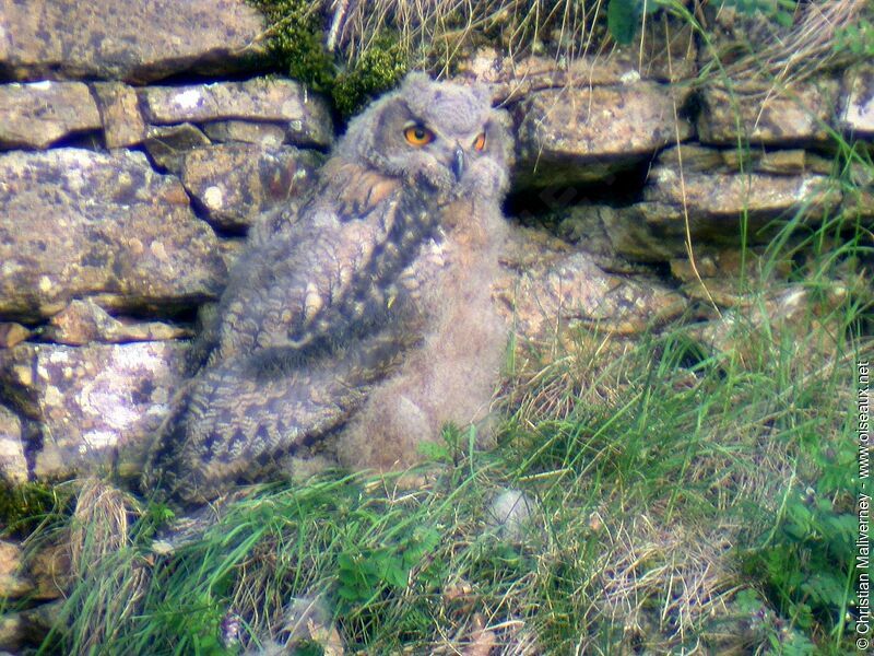 Eurasian Eagle-Owljuvenile