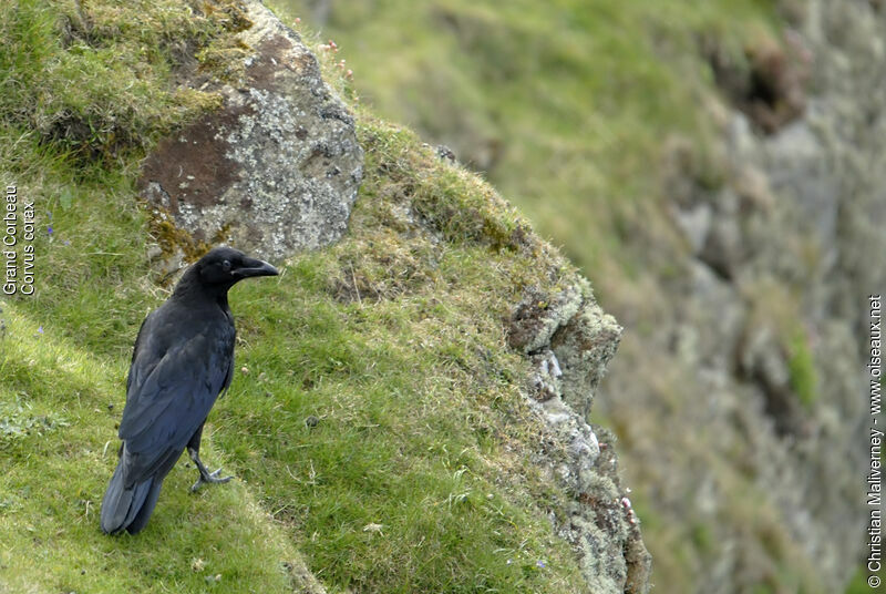 Grand Corbeauadulte, identification