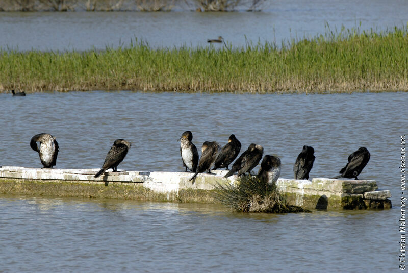 Grand Cormoranadulte