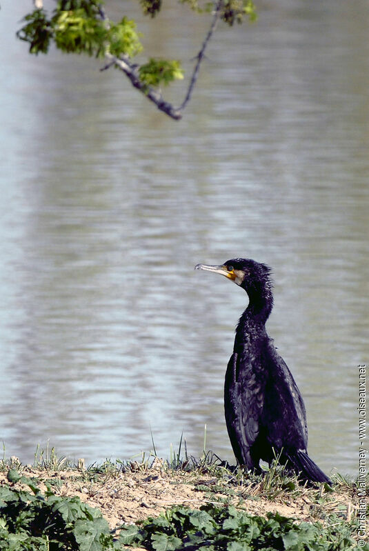 Grand Cormoranadulte