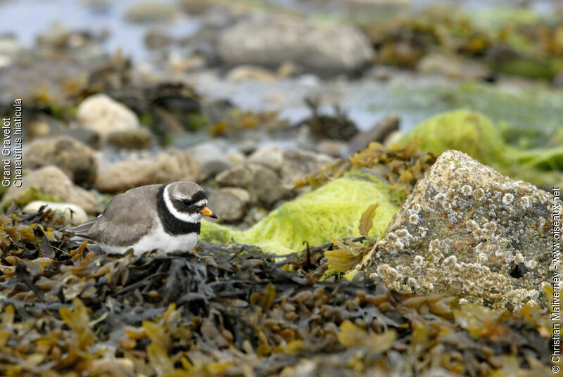 Common Ringed Ploveradult breeding, identification