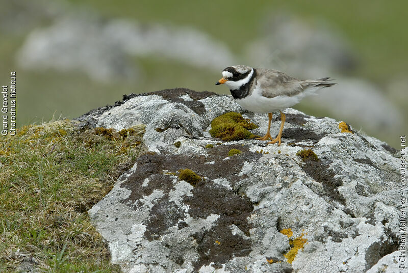 Common Ringed Plover male adult breeding, identification, Behaviour