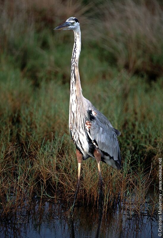 Great Blue Heronadult post breeding