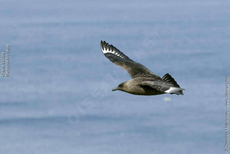 Great Skuaadult breeding, Flight