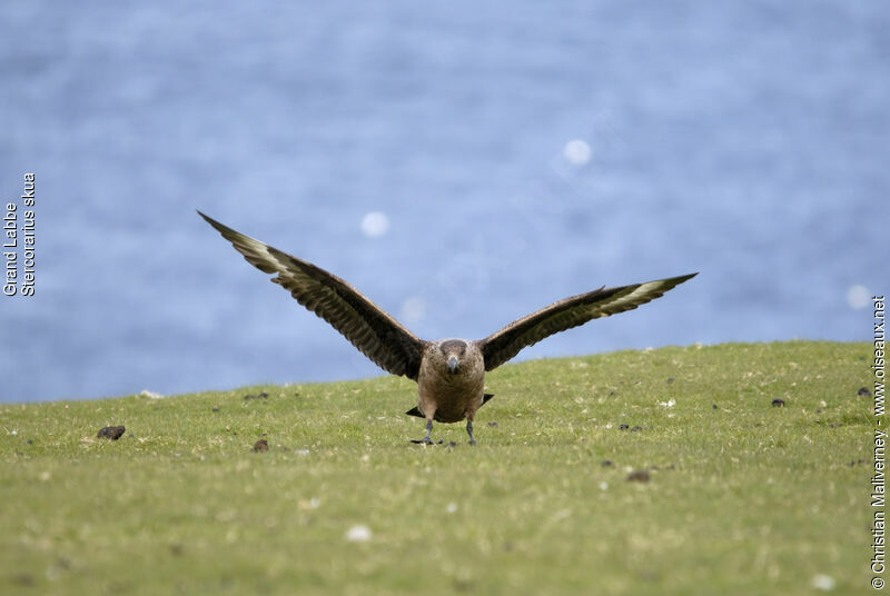 Great Skuaadult breeding, Flight