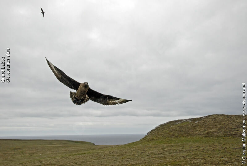 Great Skuaadult breeding, identification, Flight, Behaviour