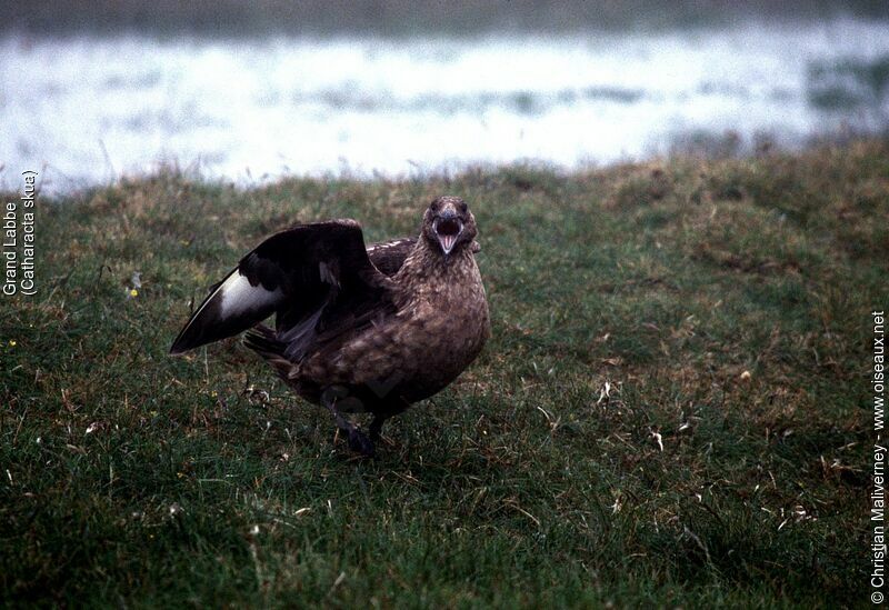 Great Skuaadult breeding, identification, Behaviour