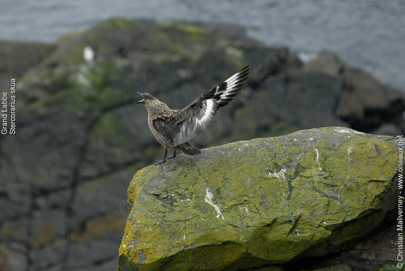 Great Skuaadult breeding, identification