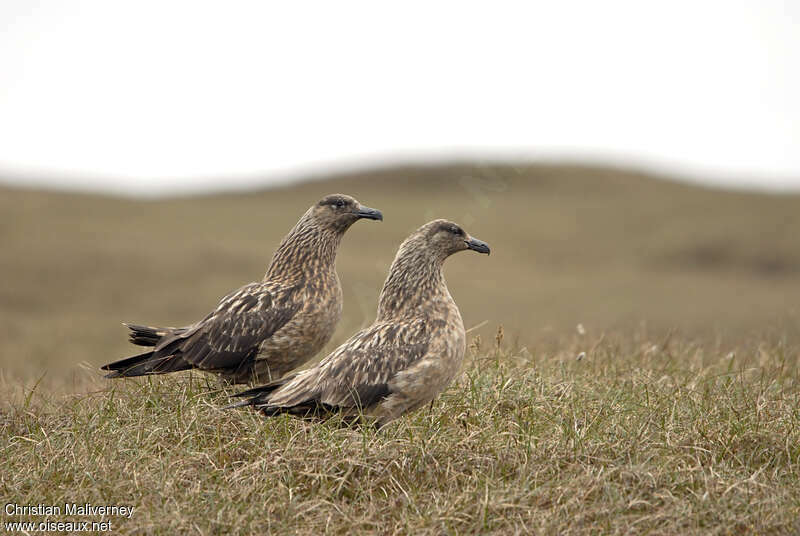 Great Skuaadult breeding, courting display, Behaviour