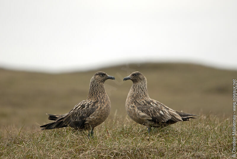 Great Skuaadult breeding, identification