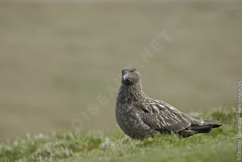 Great Skuaadult breeding, identification