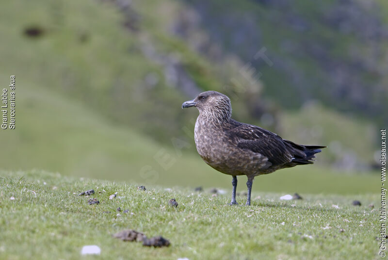 Great Skuaadult breeding, identification