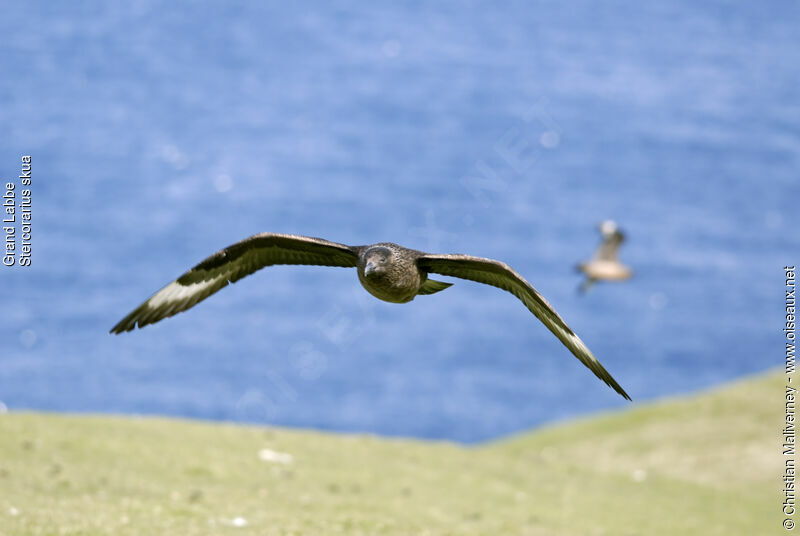 Great Skuaadult breeding, Flight