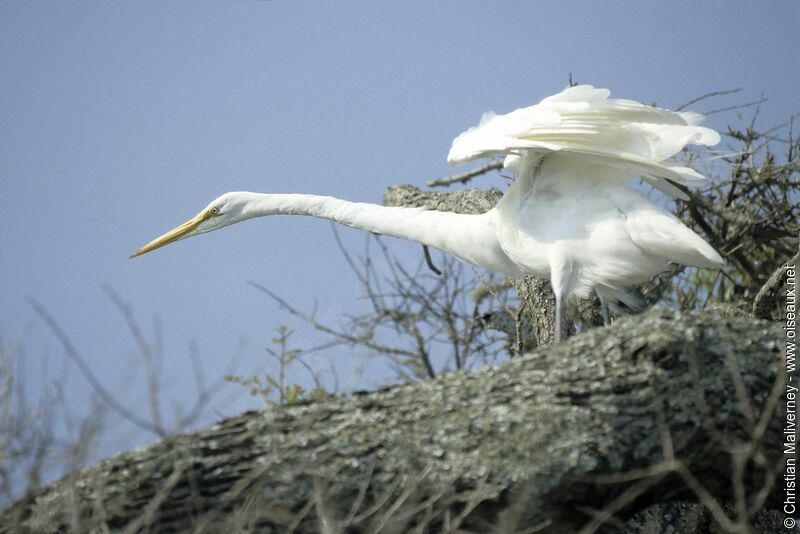 Great Egretadult post breeding