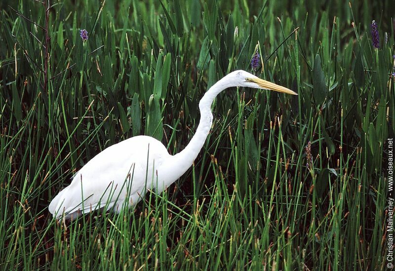 Great Egretadult post breeding