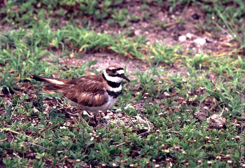 Killdeeradult breeding