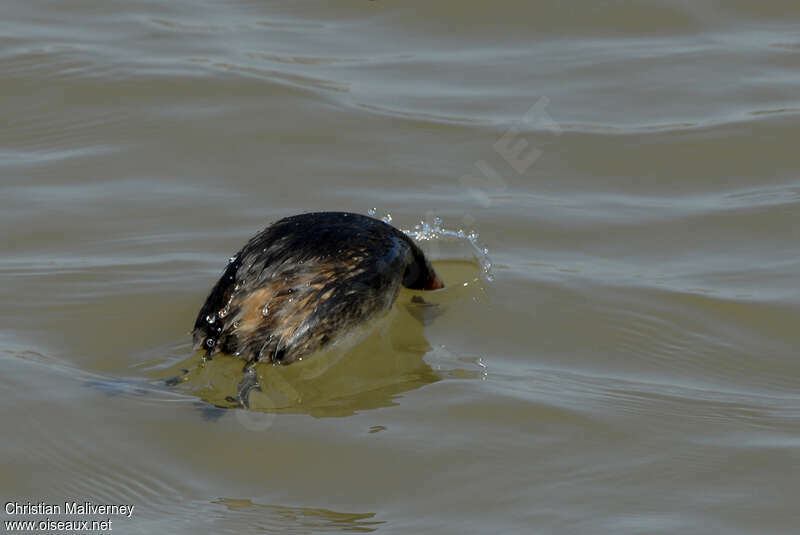 Grèbe castagneuxadulte, pêche/chasse