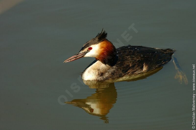 Great Crested Grebeadult breeding