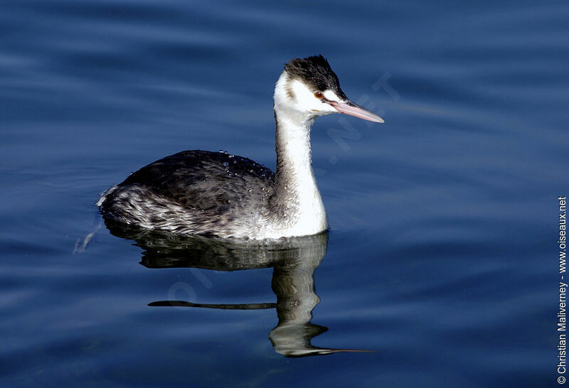 Great Crested Grebeadult post breeding