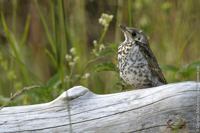 Grive musiciennejuvénile, identification