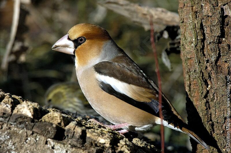 Hawfinch male adult post breeding