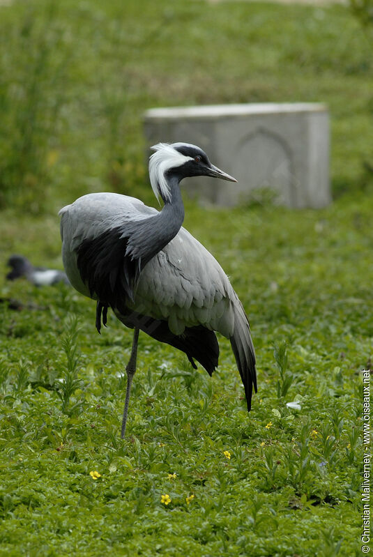 Grue demoiselleadulte, identification