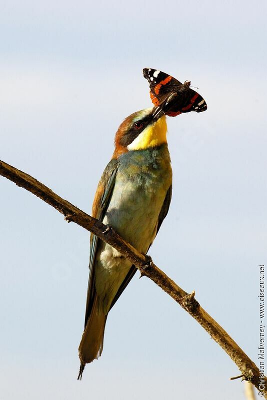 European Bee-eateradult breeding