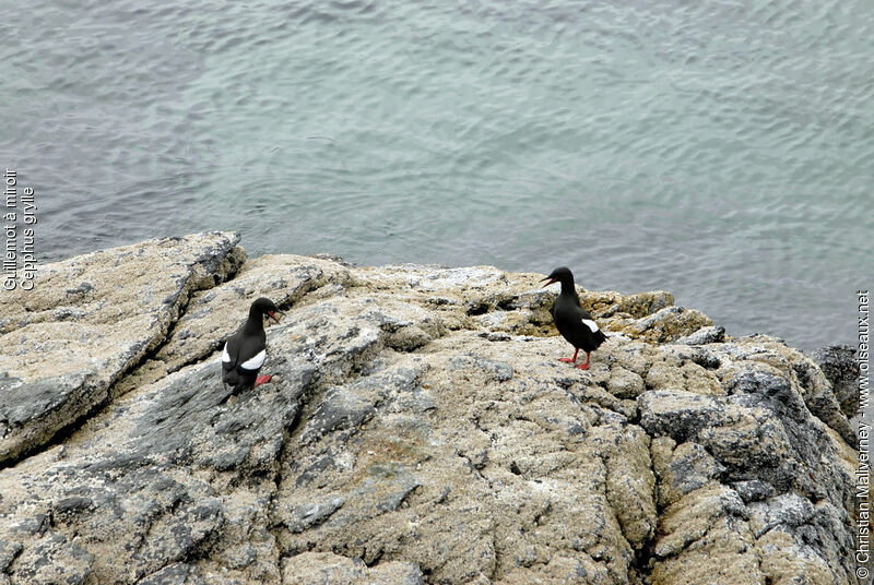 Guillemot à miroiradulte nuptial, identification