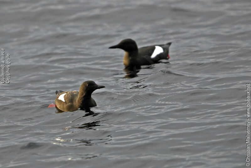 Black Guillemotadult breeding, identification