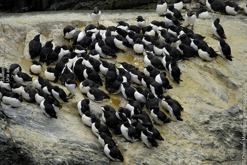 Guillemot de Troïladulte nuptial, identification, Nidification, Comportement