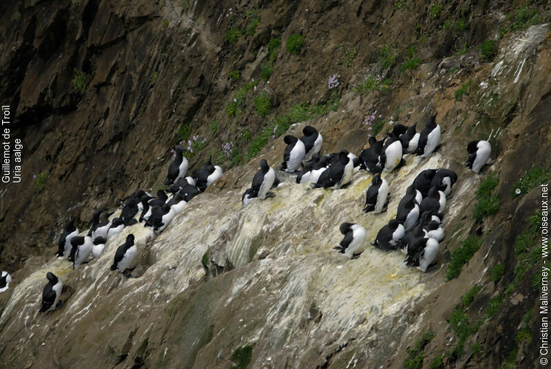 Guillemot de Troïladulte nuptial, identification, Nidification