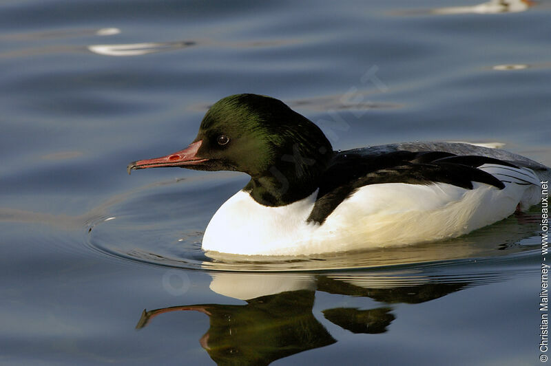 Common Merganser male adult