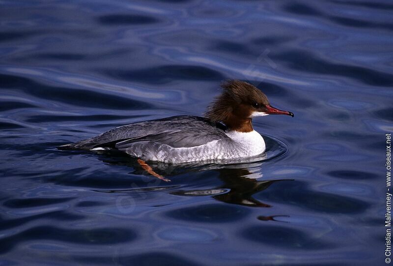 Common Merganser female adult