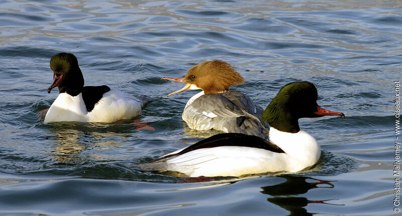 Common Merganser adult