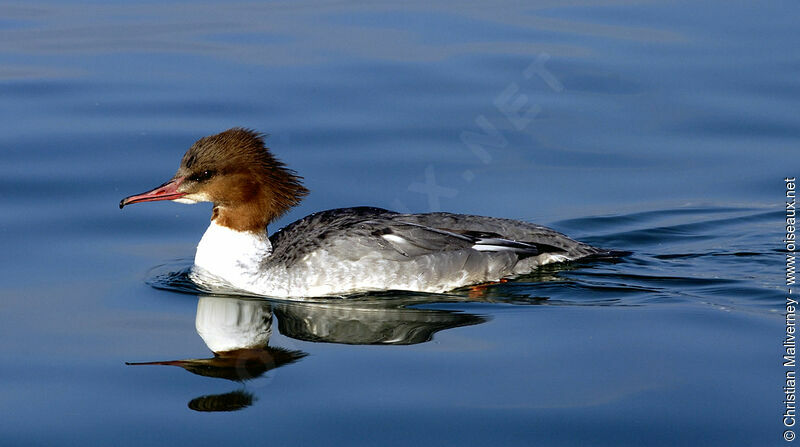 Common Merganser female adult